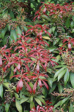 Pieris japonica 'Valley Valentine' (Japanese Pieris)