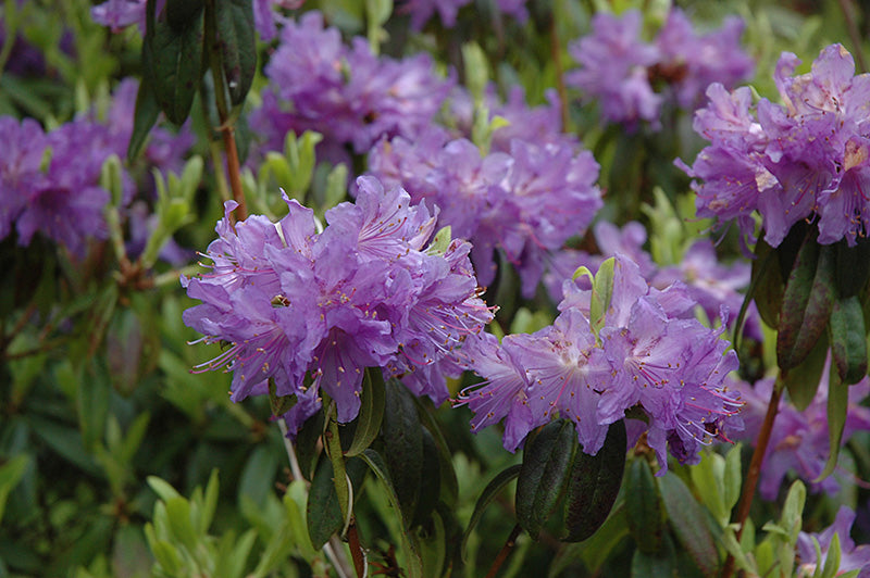 Rhododendron 'Ilam Violet'