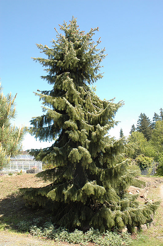 トラウティン　picea breweriana トウヒ　枝垂れ　苗 Picea breweriana (Brewer's Weeping Spruce) – Green Thumb Nurseries