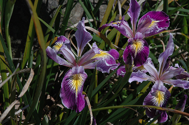 Iris tenax