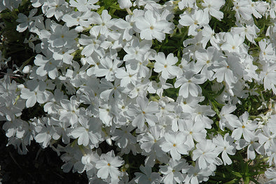 Phlox subulata 'White Delight' (White Delight Moss Phlox)