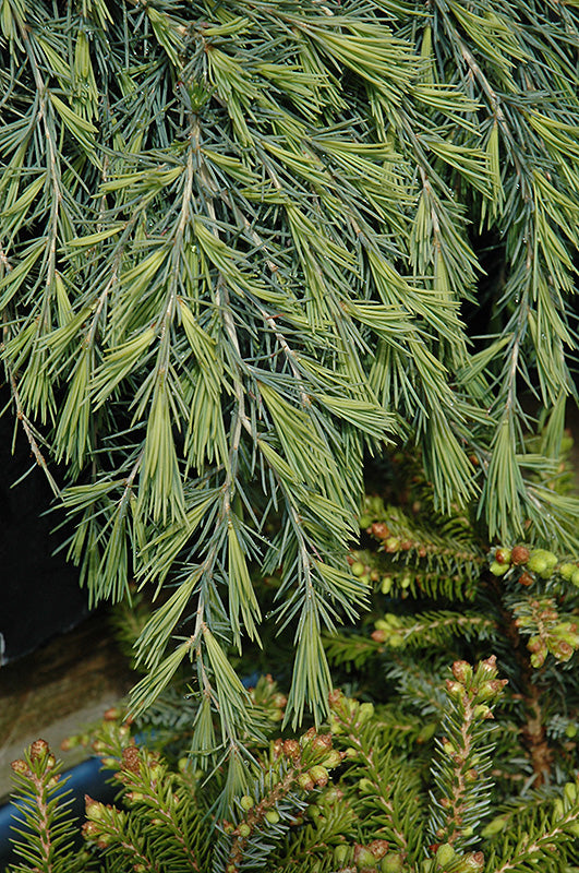 Cedrus deodara 'Feelin' Blue' (Deodar Cedar)