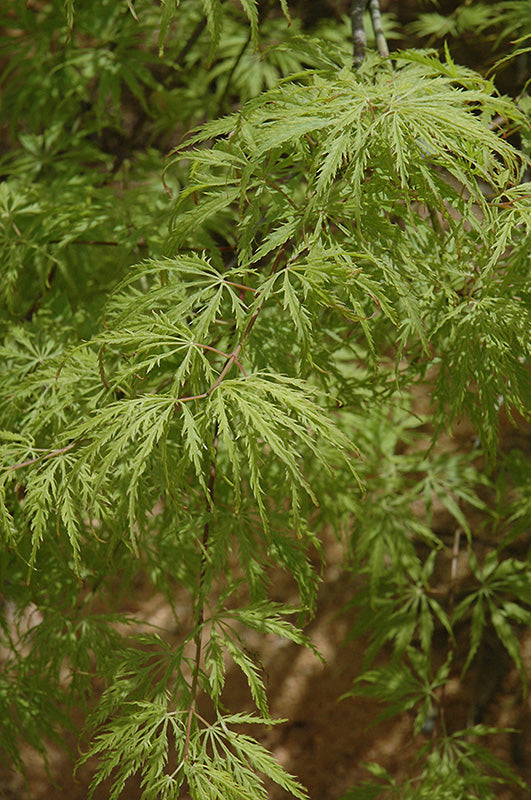Acer palmatum dissectum 'Filigree Green Lace' (Weeping Cutleaf Japanese Maple)