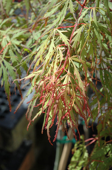 Acer palmatum dissectum 'Spring Delight' (Dwarf Weeping Japanese Maple)