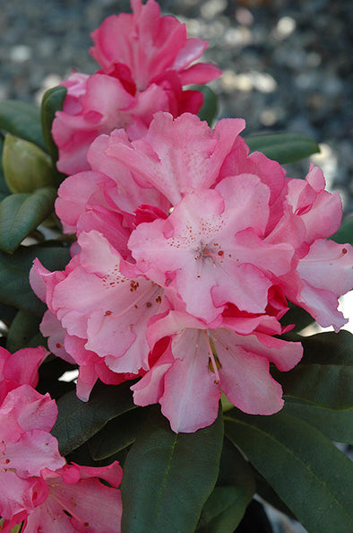 Rhododendron yakushimanum 'Yaku Prince'
