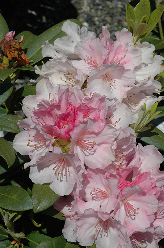 Rhododendron yakushimanum 'Yaku Angel'