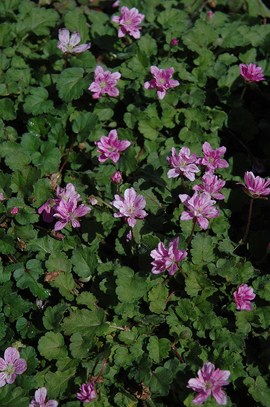 Erodium reichardii 'Flore Pleno'