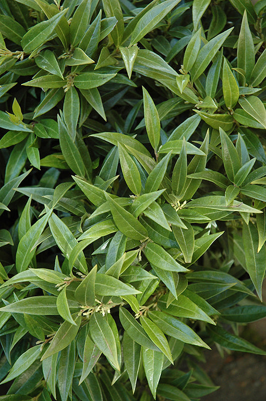 Sarcococca hookeriana 'Sarsid 1' (Fragrant Valley Sweet Box)