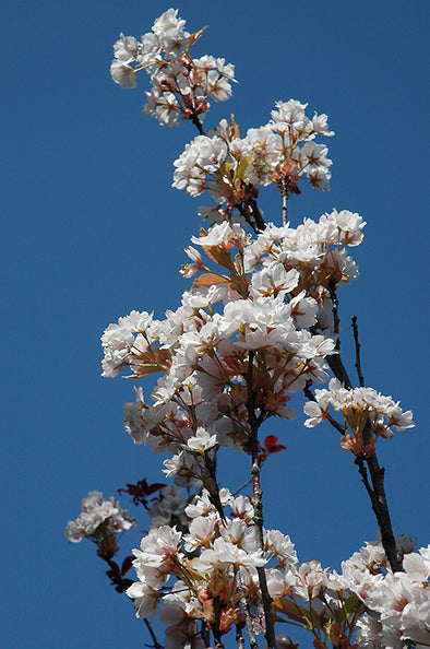 Prunus serrulata 'Amanogawa' (Flowering Cherry)