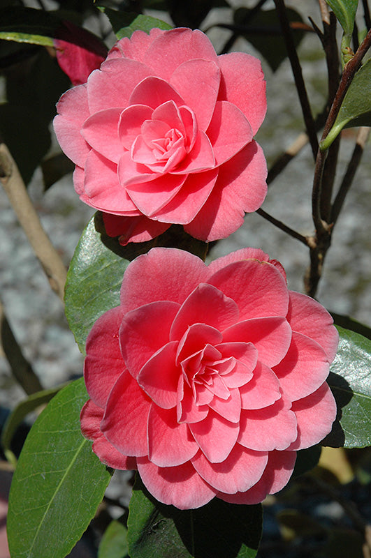 Camellia x williamsii 'Betty Ridley'