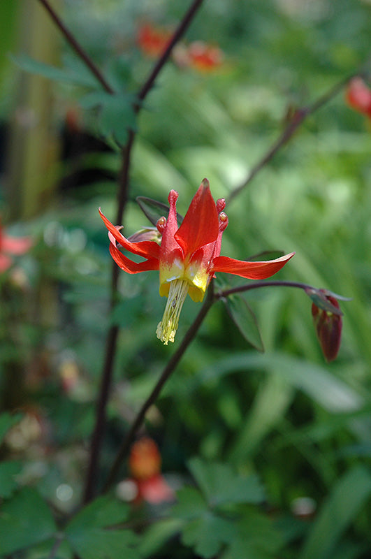 Aquilegia formosa (Western Columbine)