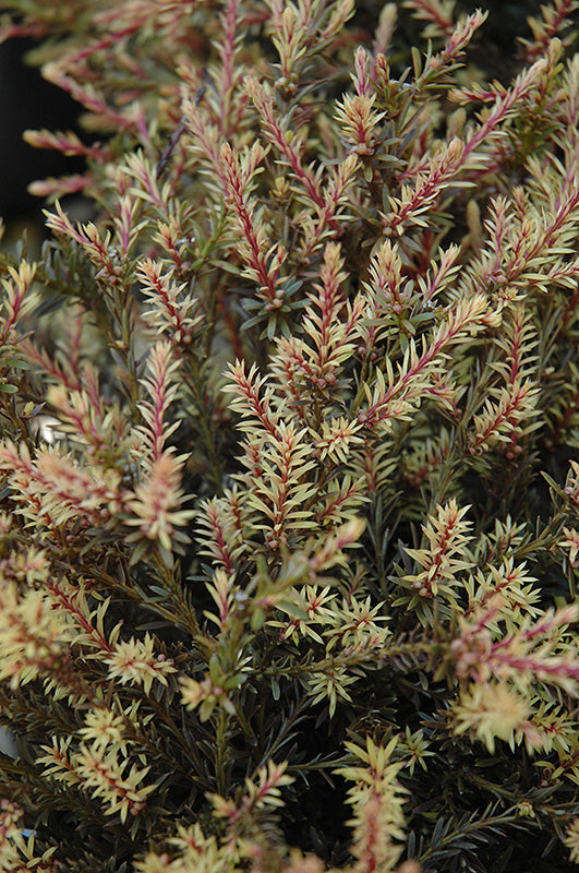 Podocarpus alpinus 'County Park Fire' (County Park Fire Alpine Plum Ye –  Green Thumb Nurseries