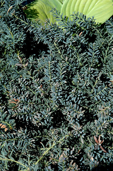 Podocarpus alpinus 'Blue Gem' (Blue Gem Alpine Plum Yew)