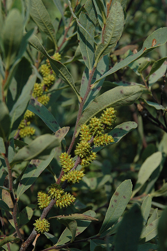 Myrica gale (Sweet Gale)