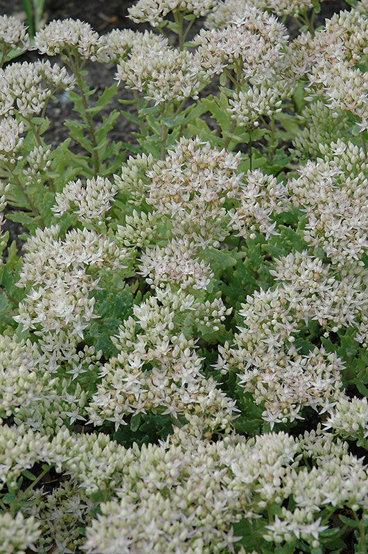 Sedum 'Thundercloud' (Thundercloud Stonecrop)