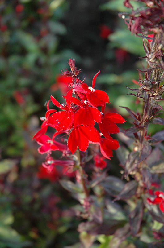 Lobelia 'Queen Victoria'