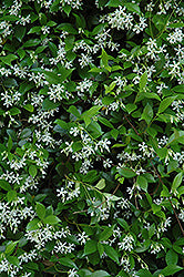 Trachelospermum jasminoides (Star Jasmine)
