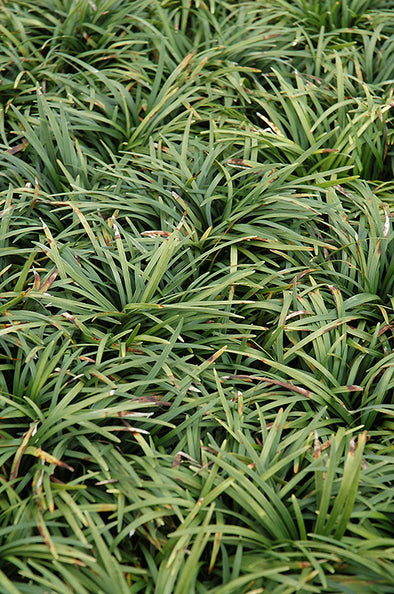 Ophiopogon japonicus 'Nana' (Dwarf Mondo Grass)