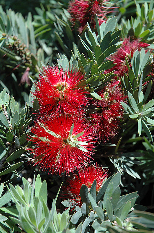 Callistemon citrinus 'Little John' (Dwarf Bottlebrush)