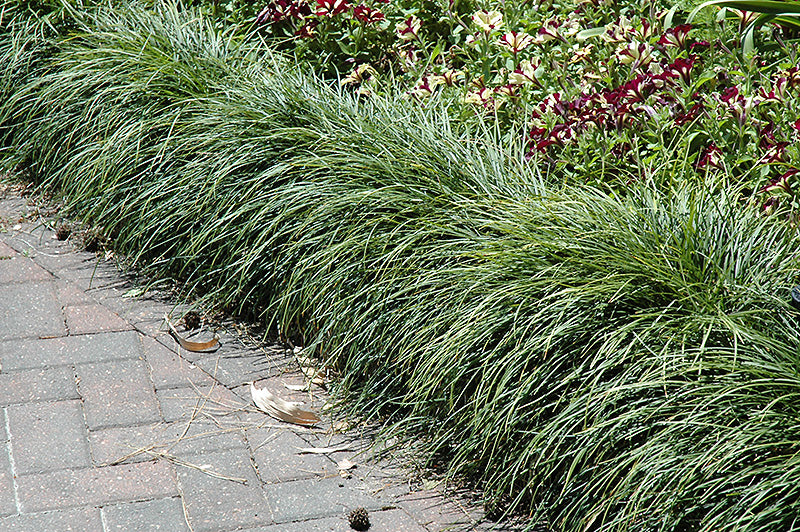 Ophiopogon japonicus (Snake's Beard)