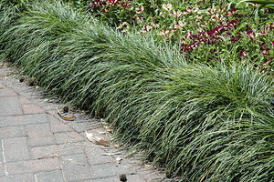 Ophiopogon japonicus (Snake's Beard)