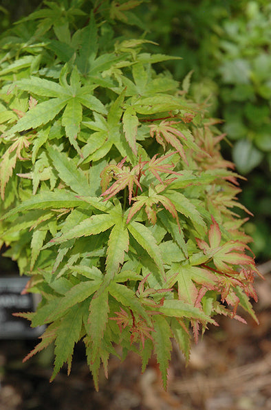 Acer palmatum 'Sharp's Pygmy' (Japanese Maple)