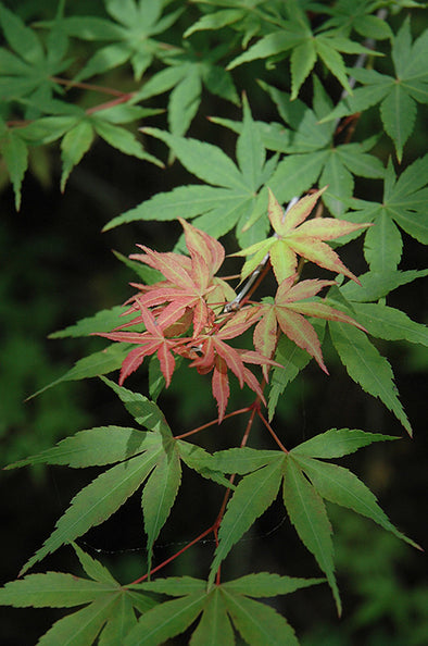 Acer palmatum 'Lijima sunago' (Japanese Maple)