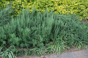 Rosmarinus officinalis 'Gorizia' (Gorizia Rosemary)
