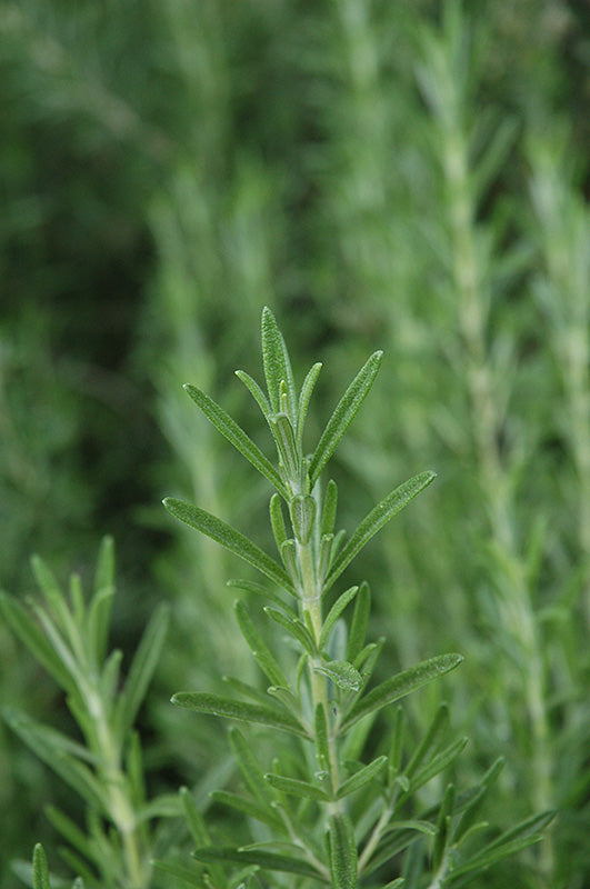 Rosmarinus officinalis 'Gorizia' (Gorizia Rosemary)