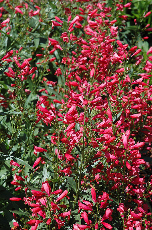 Penstemon baratus 'Riding Hood Red' (Beard Tongue)