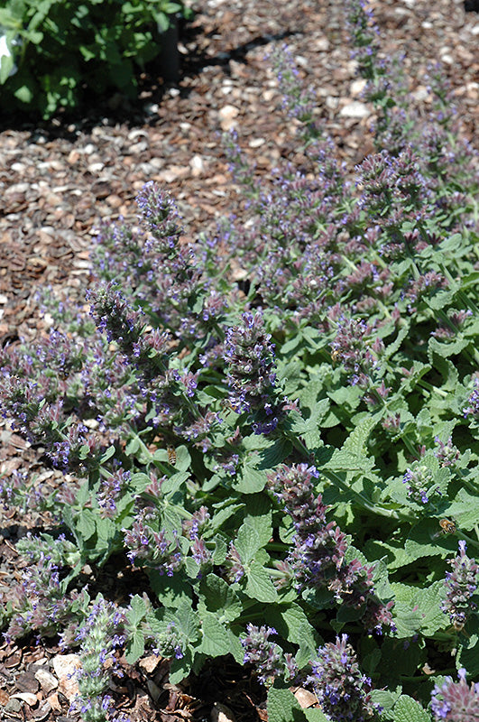 Nepeta 'Purple Haze' (Catmint)