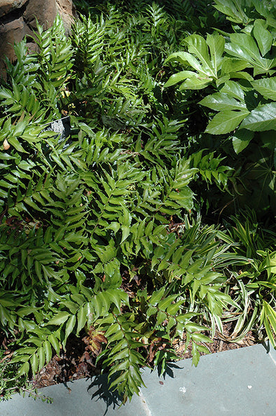 Cyrtomium falcatum 'Rochfordianum' (Rochfordianum Japanese Holly Fern)