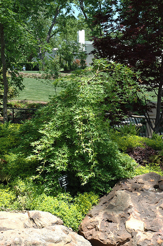 Acer palmatum 'Ryu sei' (Japanese Maple)