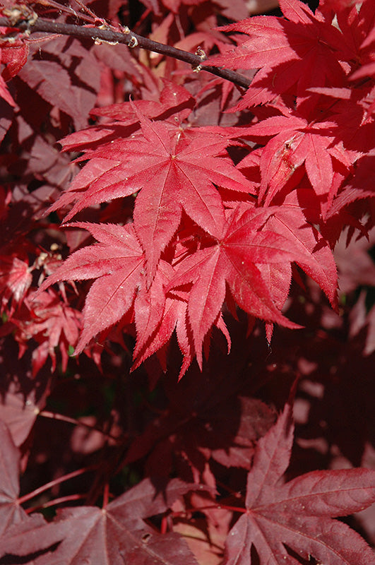 Acer palmatum 'Okagami'