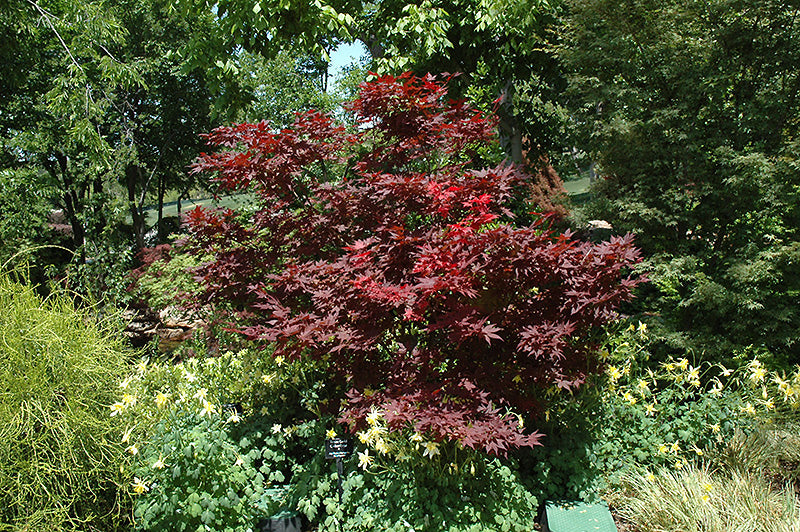 Acer palmatum 'Okagami' (Japanese Maple)