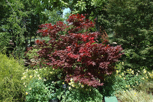 Acer palmatum 'Okagami' (Japanese Maple)
