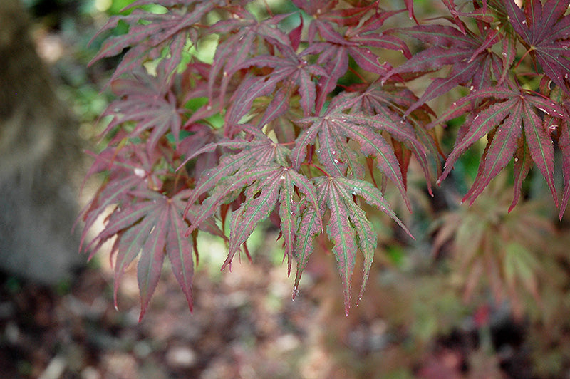 Acer palmatum 'Mikazuki' (Japanese Maple)