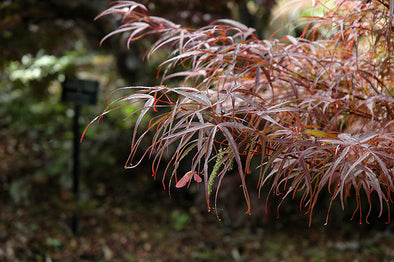 Acer palmatum 'Hubb's Red Willow' (Japanese Maple)