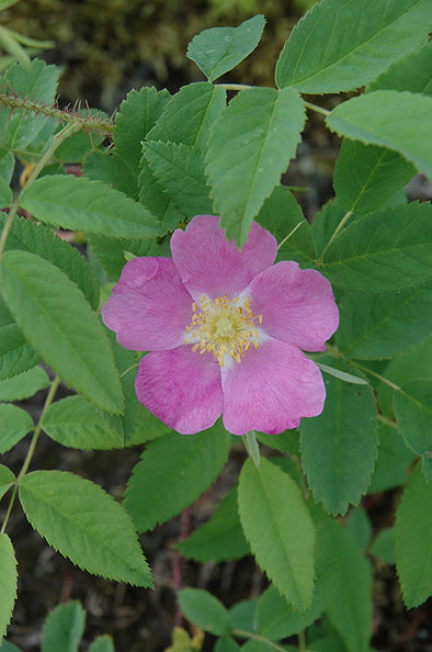 Rosa woodsii (Wild Rose)