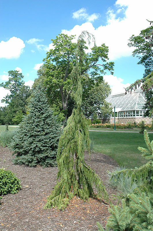Chamaecyparis nootkatensis 'Jubilee' (Nootka Cypress) – Green