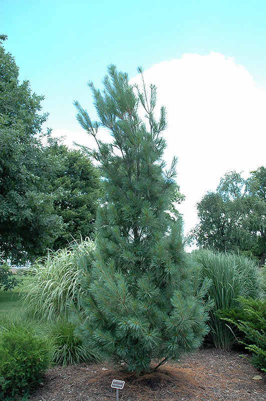 Pinus strobus 'Fastigiata' (Columnar White Pine)