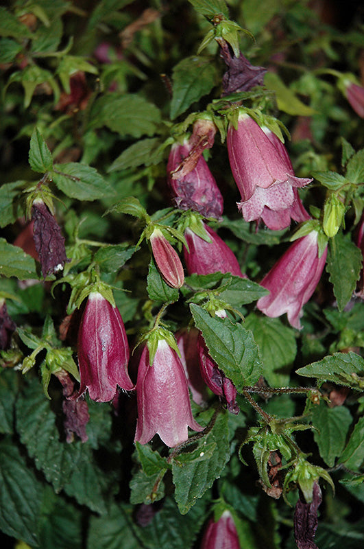 Campanula 'Ringsabell Mulberry Rose' (Bellflower)