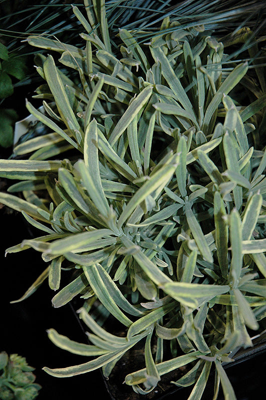 Lavandula angustifolia 'Momparler' (Platinum Blonde)
