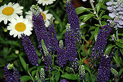 Veronica longifolia 'Vernique Dark Blue' (Vernique Dark Blue Speedwell)