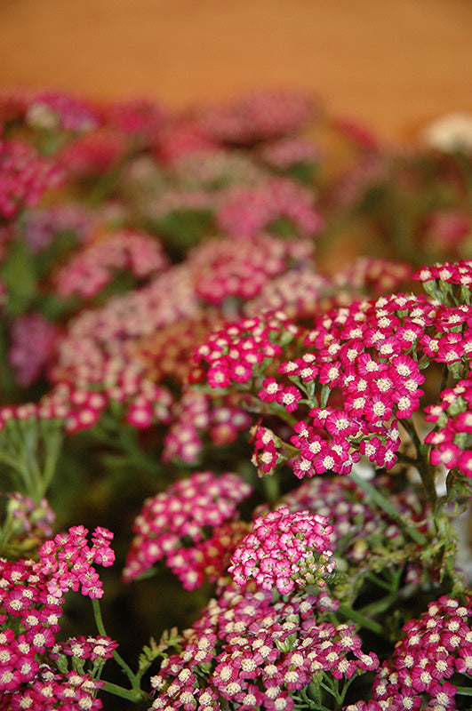 Achillea millefolium 'New Vintage Violet' (Balvinolet Yarrow)