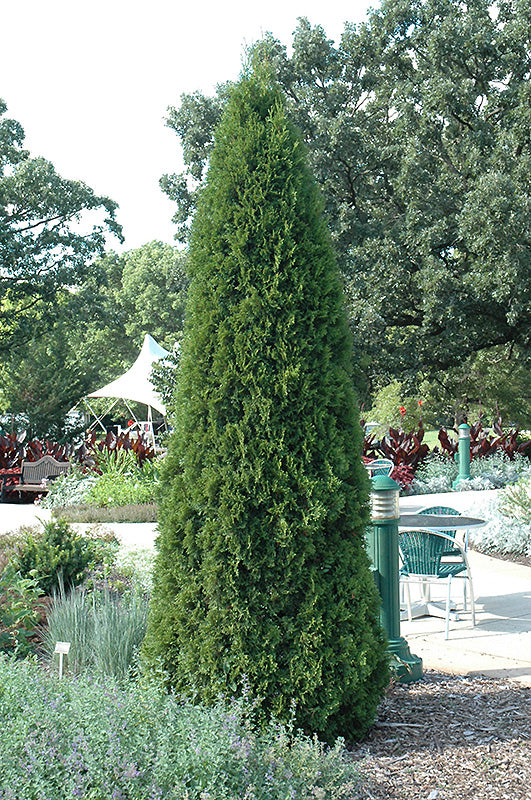 bittersalz thuja smaragd Thuja occidentalis 'Smaragd' (Emerald Green Arborvitae) – Green Thumb  Nurseries