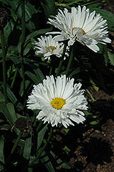Leucanthemum x superbum 'Crazy Daisy'