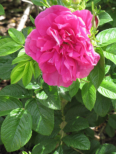 Rosa rugosa 'Hansa'