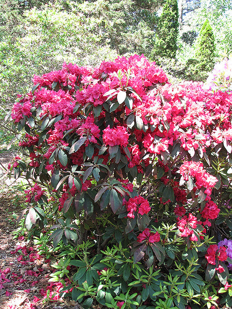 Rhododendron 'Trilby'