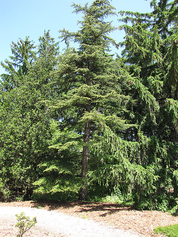 Cedrus libani (Cedar of Lebanon)